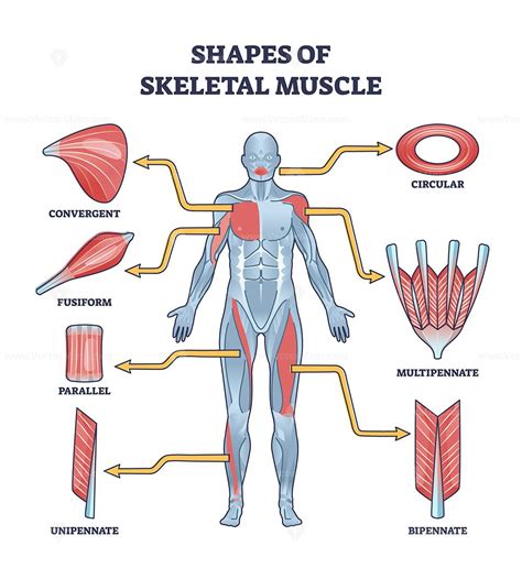 A diagram of skeletal muscle anatomy, highlighting its structure and function